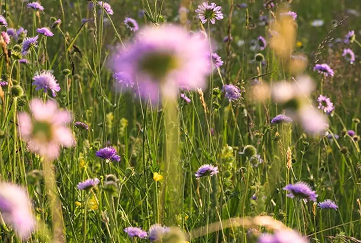 Wir sehen ein Blumenfeld voller lila blühender Wiesenblumen in der Frühlingssonne.